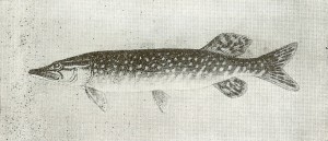 schuka