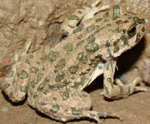 Зеленая жаба на www.webanan.ru